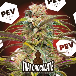 CHOCOLATE THAI